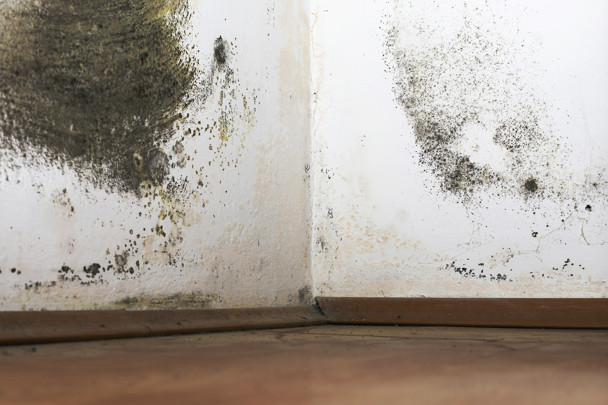 Mold remediation and air quality testing